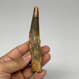 50.1g, 5"X0.8"x 0.8", Rare Natural Fossils Spinosaurus Tooth from Morocco, F3154