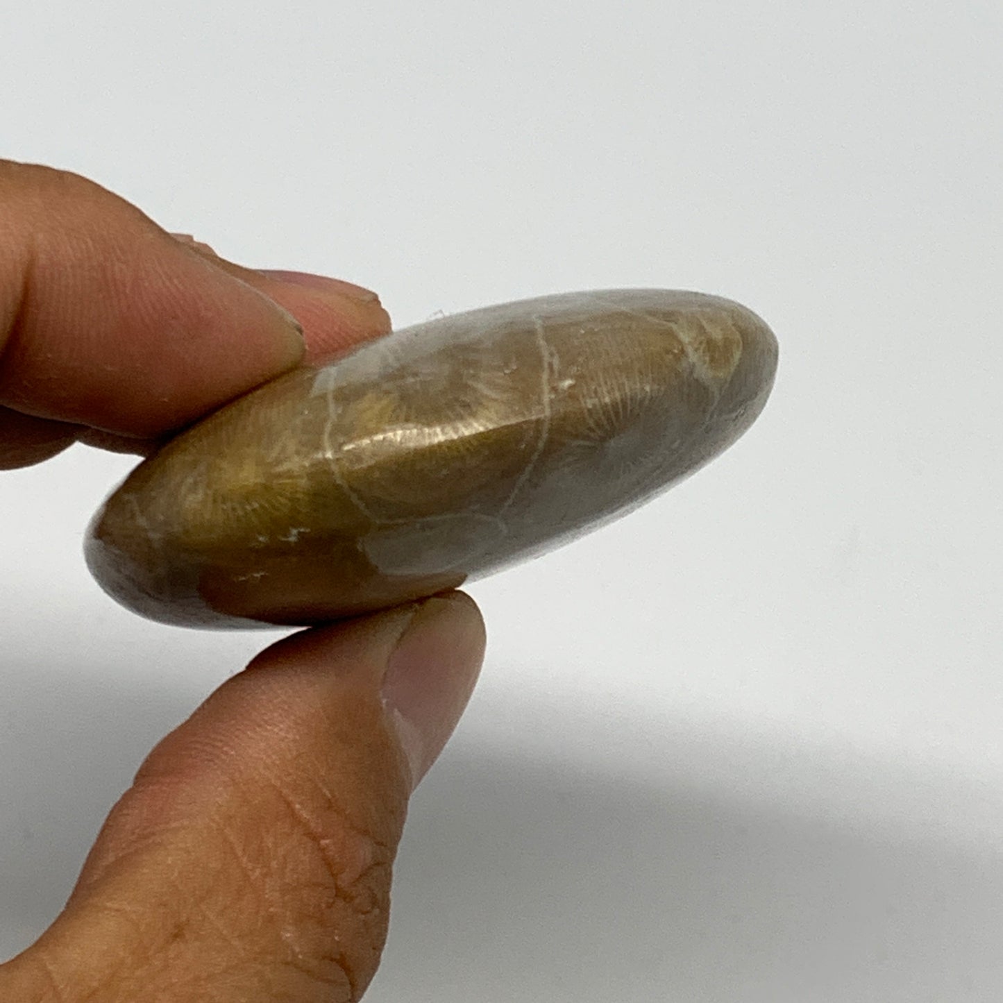 71.3g,2.2"x1.9"x 0.7", Coral Fossils Palm-Stone Polished from Morocco, B20398