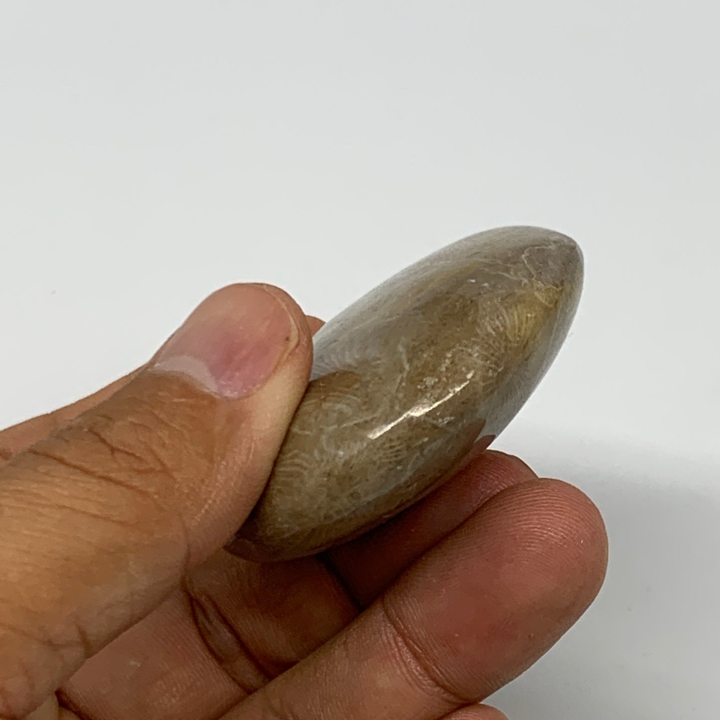 71.3g,2.2"x1.9"x 0.7", Coral Fossils Palm-Stone Polished from Morocco, B20398