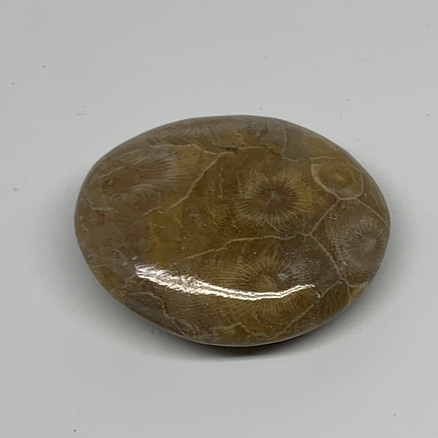 71.3g,2.2"x1.9"x 0.7", Coral Fossils Palm-Stone Polished from Morocco, B20398