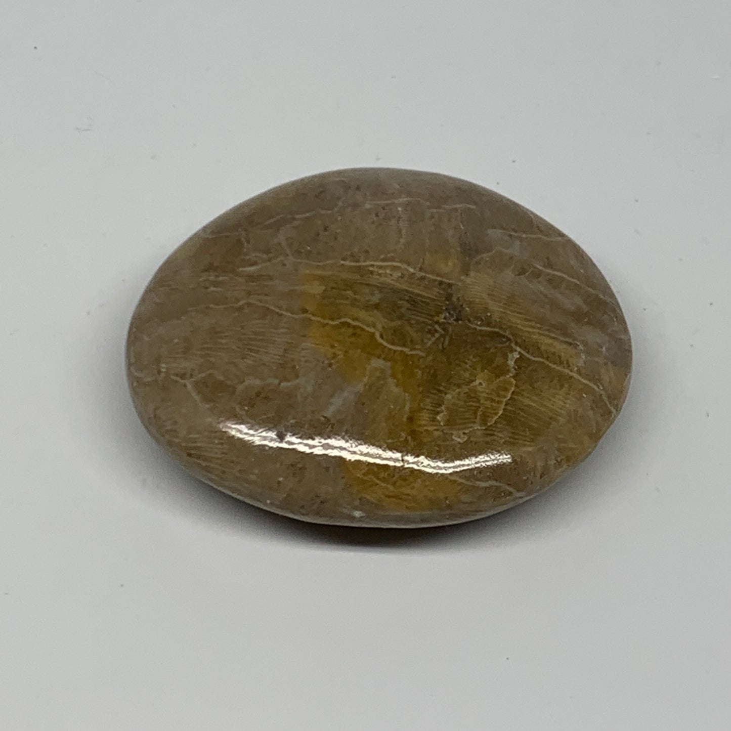 71.3g,2.2"x1.9"x 0.7", Coral Fossils Palm-Stone Polished from Morocco, B20398