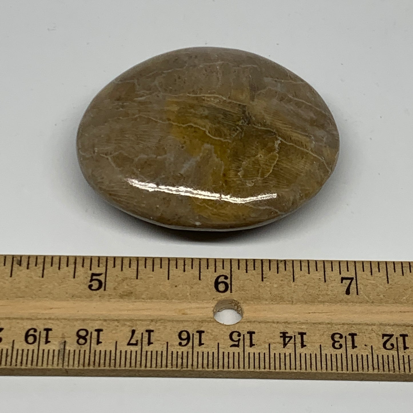 71.3g,2.2"x1.9"x 0.7", Coral Fossils Palm-Stone Polished from Morocco, B20398