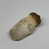 35.6g, 2.4"X1.1"x0.9" Fossil Globidens phosphaticus (Mosasaur ) Tooth, Cretaceou