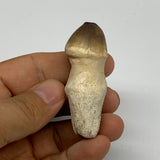 27.6g, 2.2"X1"x0.8" Fossil Globidens phosphaticus (Mosasaur ) Tooth, Cretaceous,