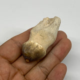 27.6g, 2.2"X1"x0.8" Fossil Globidens phosphaticus (Mosasaur ) Tooth, Cretaceous,