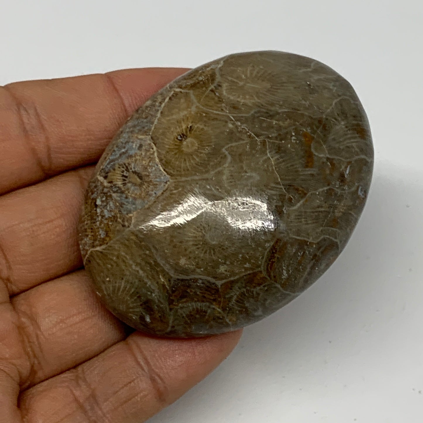 80.7g,2.5"x1.8"x 0.8", Coral Fossils Palm-Stone Polished from Morocco, B20400