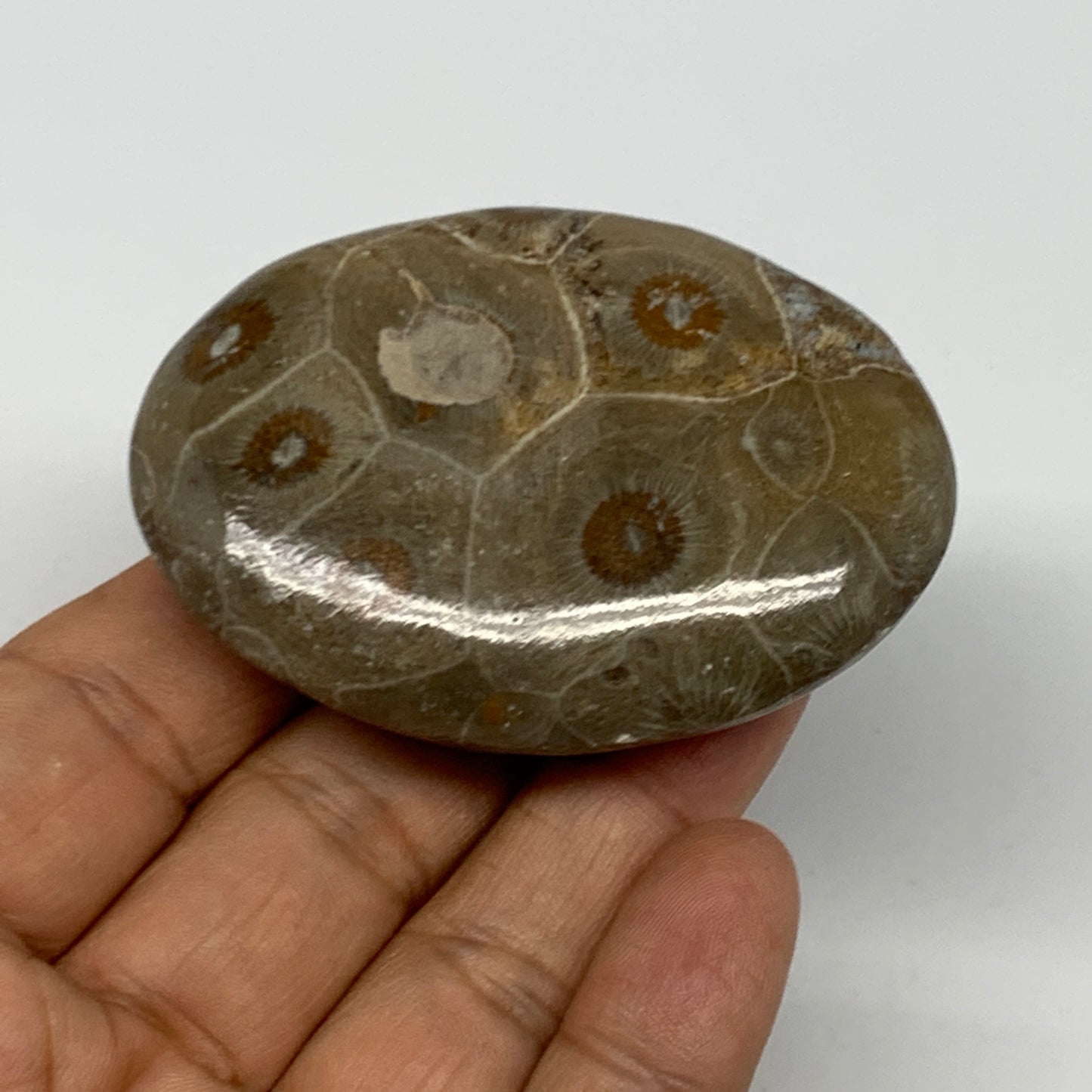 80.7g,2.5"x1.8"x 0.8", Coral Fossils Palm-Stone Polished from Morocco, B20400