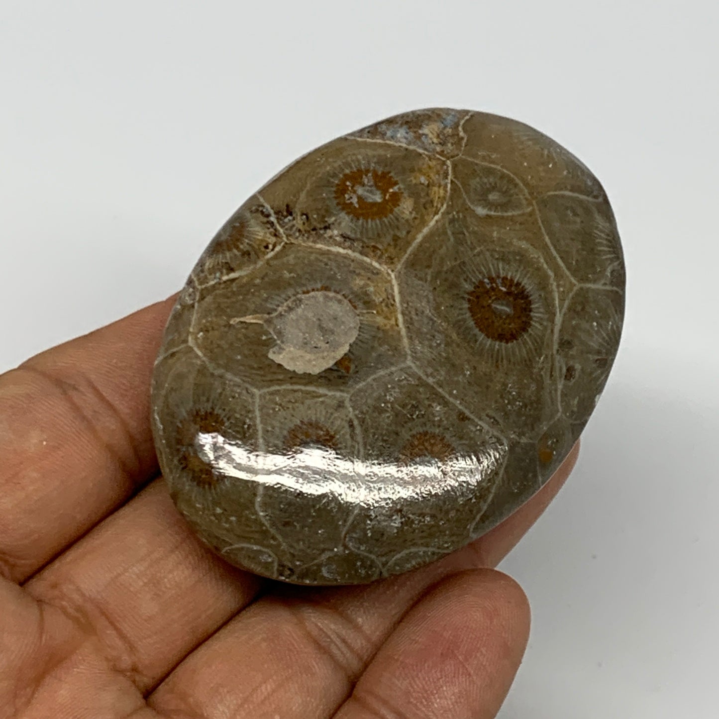 80.7g,2.5"x1.8"x 0.8", Coral Fossils Palm-Stone Polished from Morocco, B20400