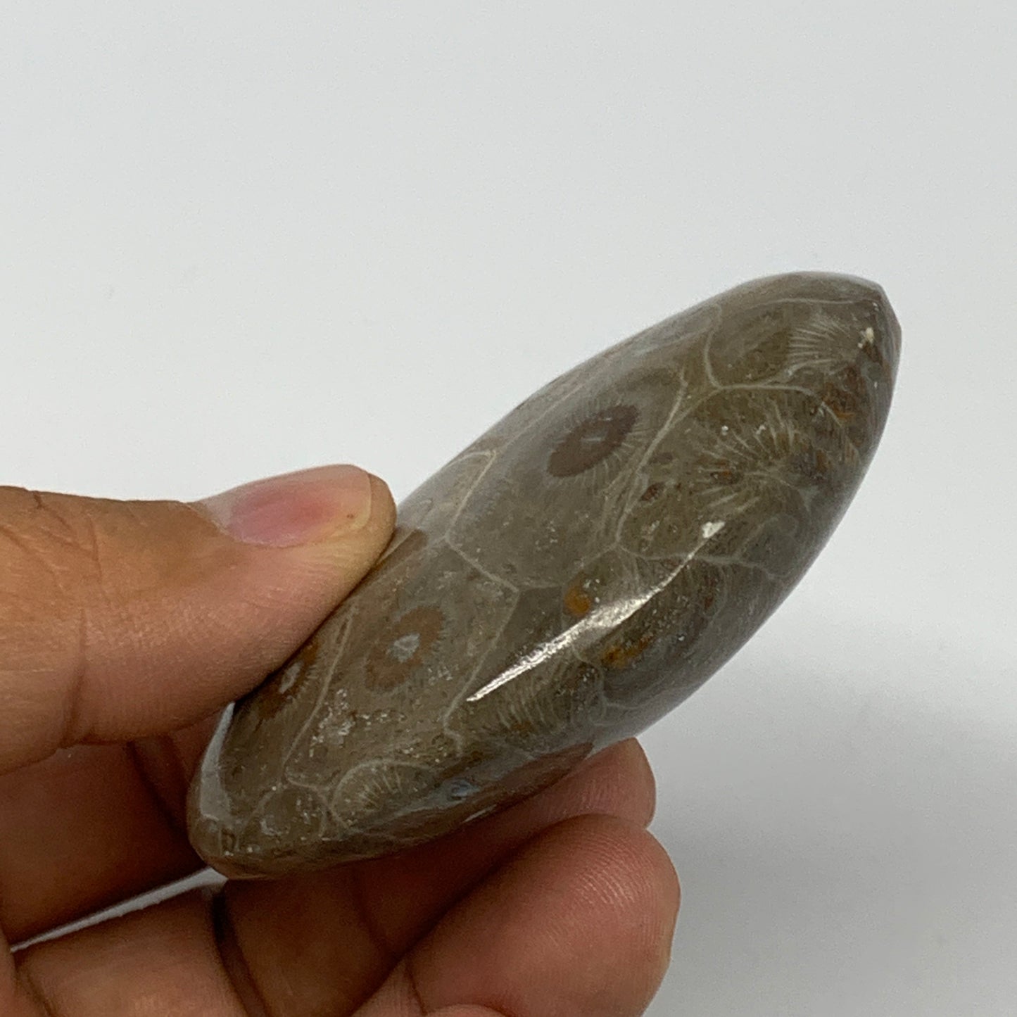 80.7g,2.5"x1.8"x 0.8", Coral Fossils Palm-Stone Polished from Morocco, B20400