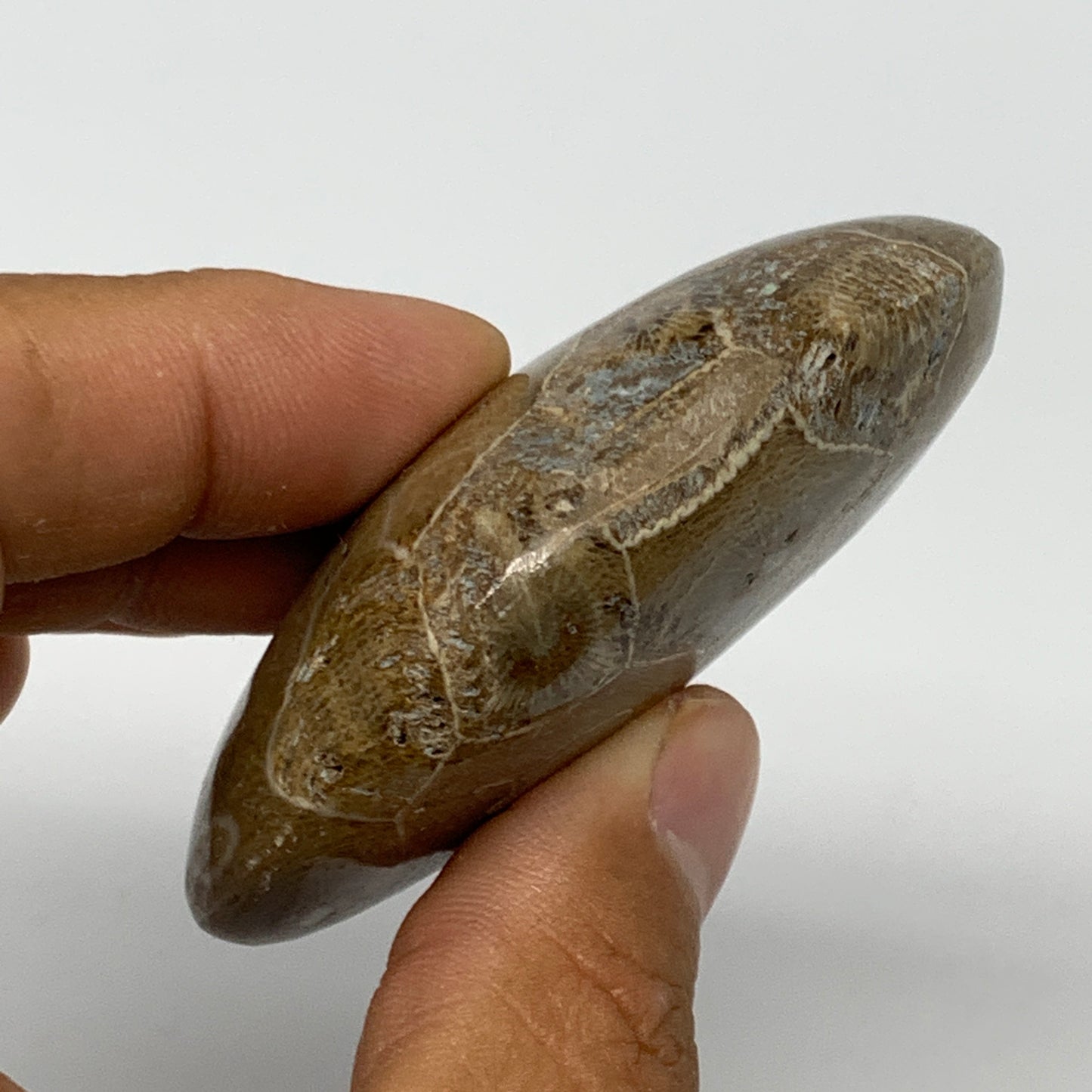 80.7g,2.5"x1.8"x 0.8", Coral Fossils Palm-Stone Polished from Morocco, B20400