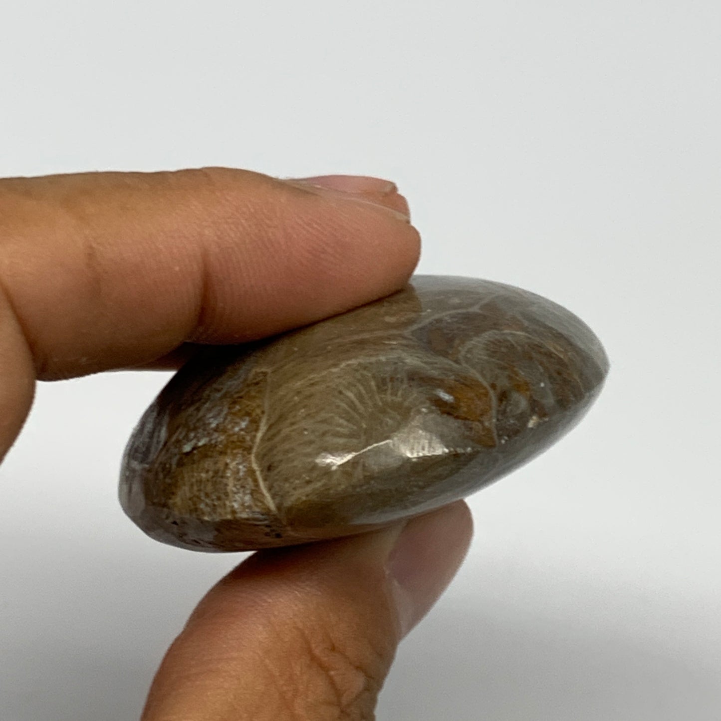 80.7g,2.5"x1.8"x 0.8", Coral Fossils Palm-Stone Polished from Morocco, B20400