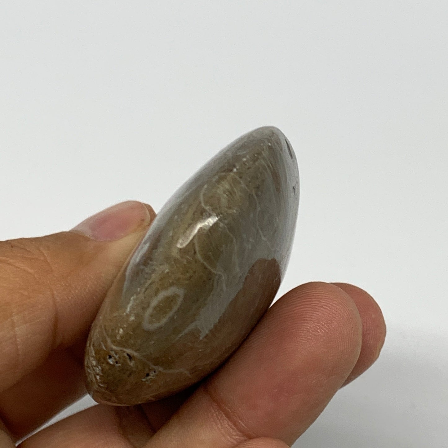 80.7g,2.5"x1.8"x 0.8", Coral Fossils Palm-Stone Polished from Morocco, B20400