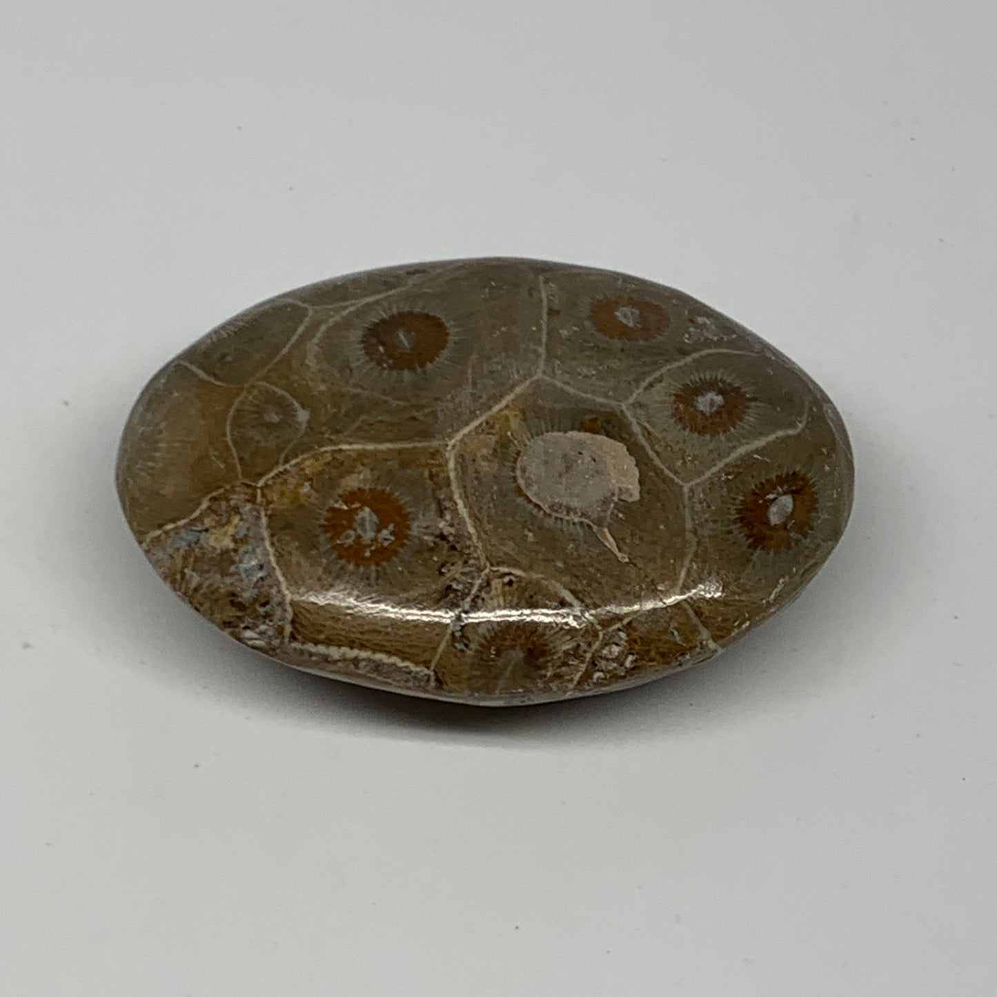 80.7g,2.5"x1.8"x 0.8", Coral Fossils Palm-Stone Polished from Morocco, B20400