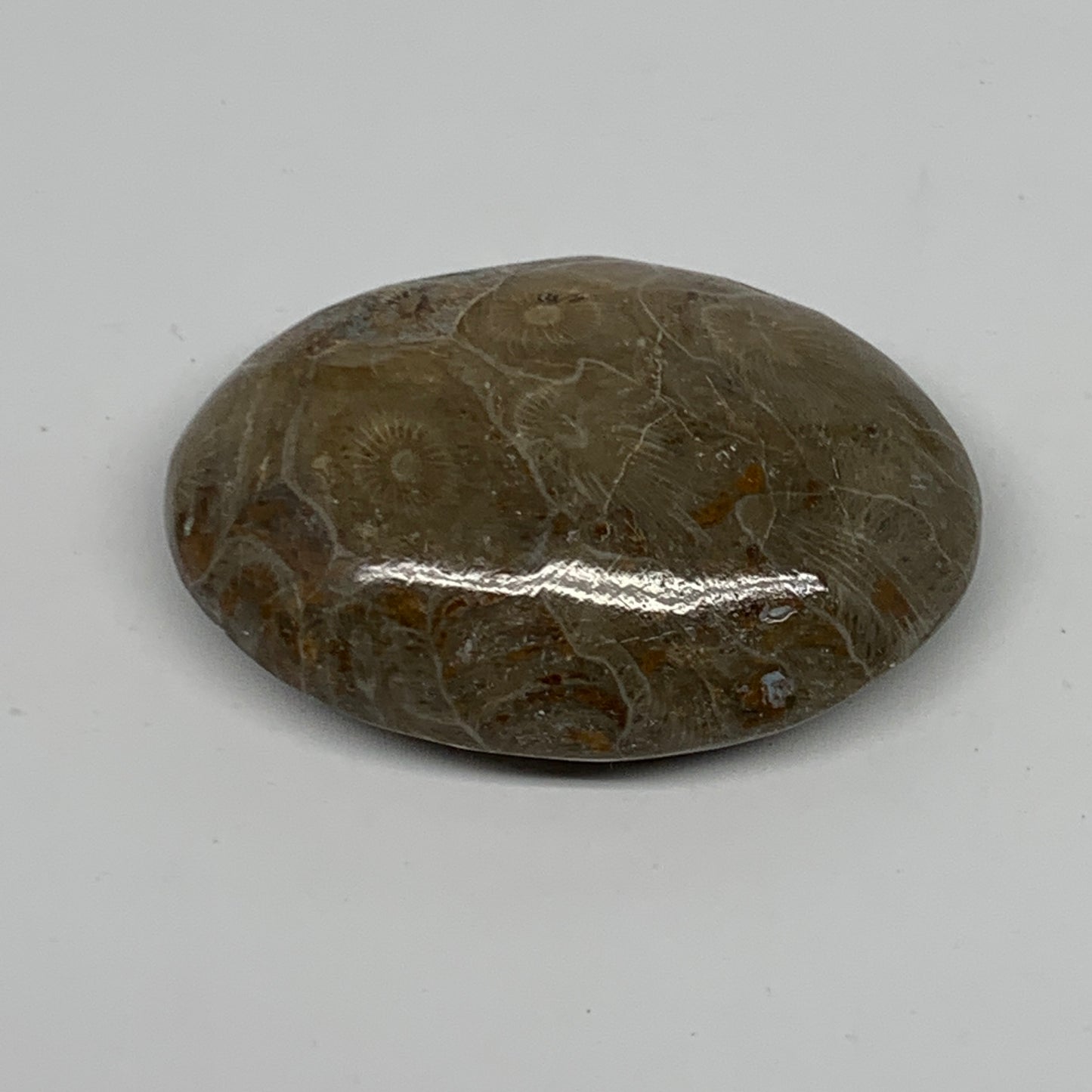 80.7g,2.5"x1.8"x 0.8", Coral Fossils Palm-Stone Polished from Morocco, B20400