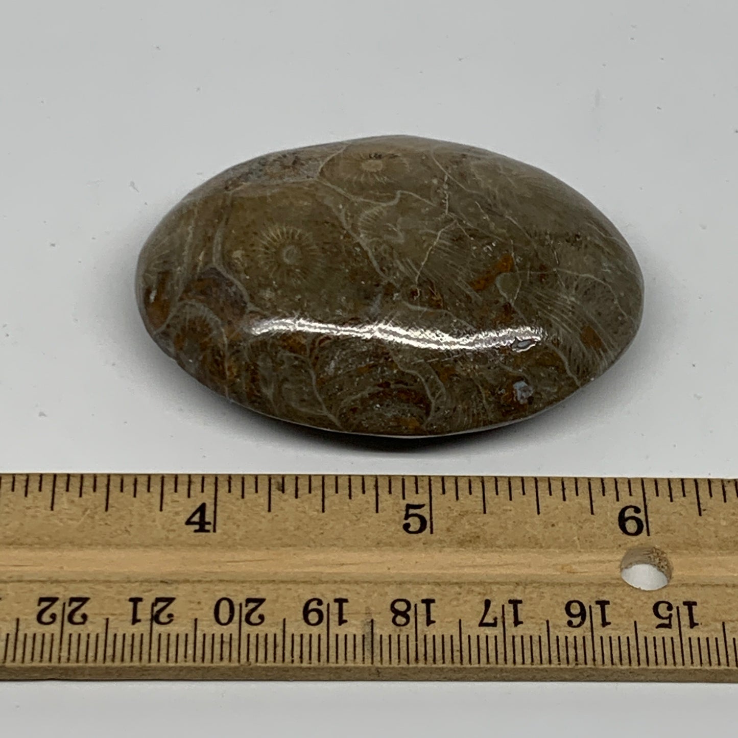 80.7g,2.5"x1.8"x 0.8", Coral Fossils Palm-Stone Polished from Morocco, B20400