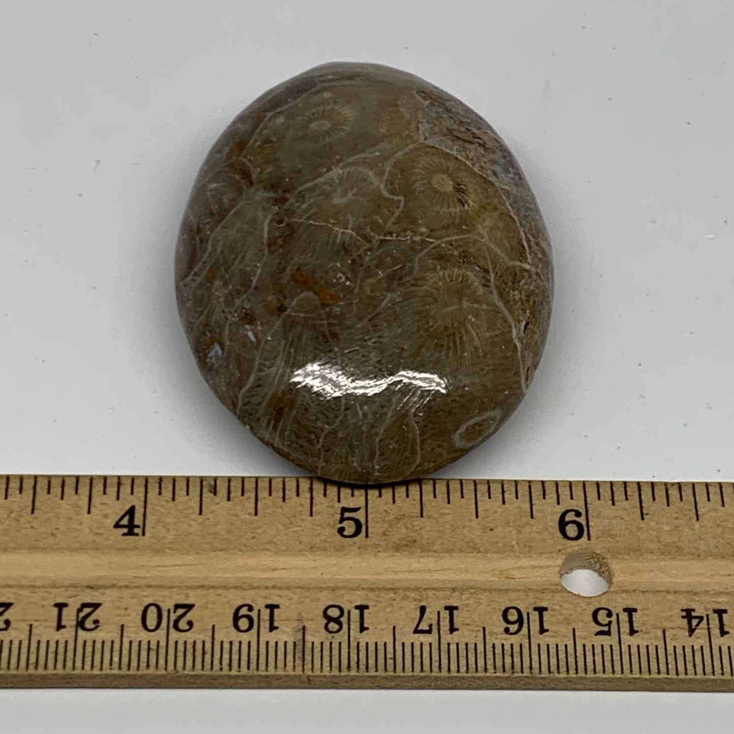 80.7g,2.5"x1.8"x 0.8", Coral Fossils Palm-Stone Polished from Morocco, B20400