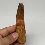 64.9g, 4.2"X1"x 0.8", Rare Natural Fossils Spinosaurus Tooth from Morocco, F3160