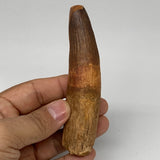 64.9g, 4.2"X1"x 0.8", Rare Natural Fossils Spinosaurus Tooth from Morocco, F3160
