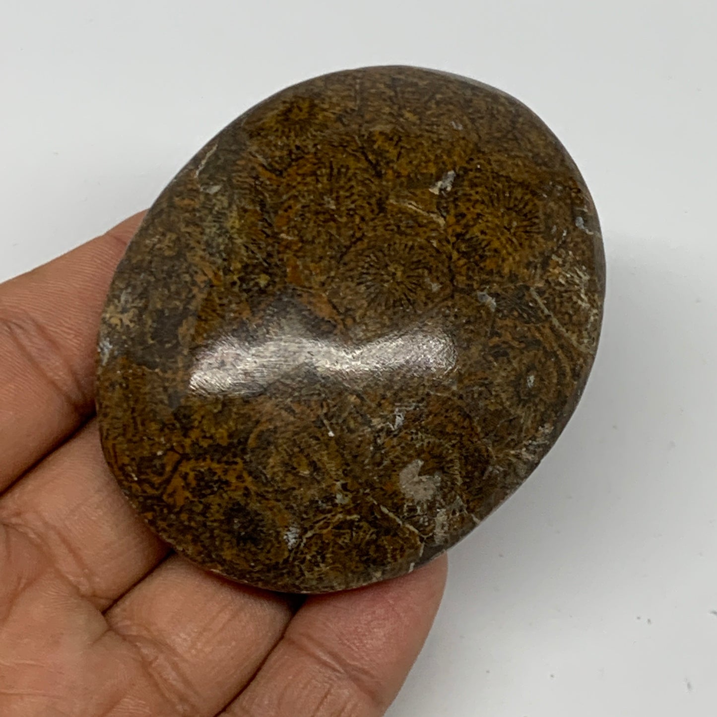 112.5g,2.7"x2.1"x 0.9", Coral Fossils Palm-Stone Polished from Morocco, B20405
