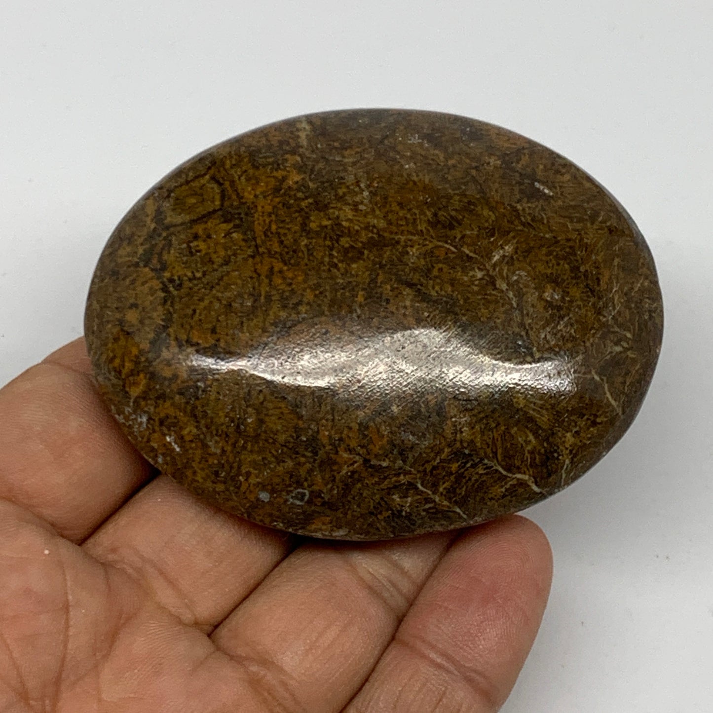 112.5g,2.7"x2.1"x 0.9", Coral Fossils Palm-Stone Polished from Morocco, B20405