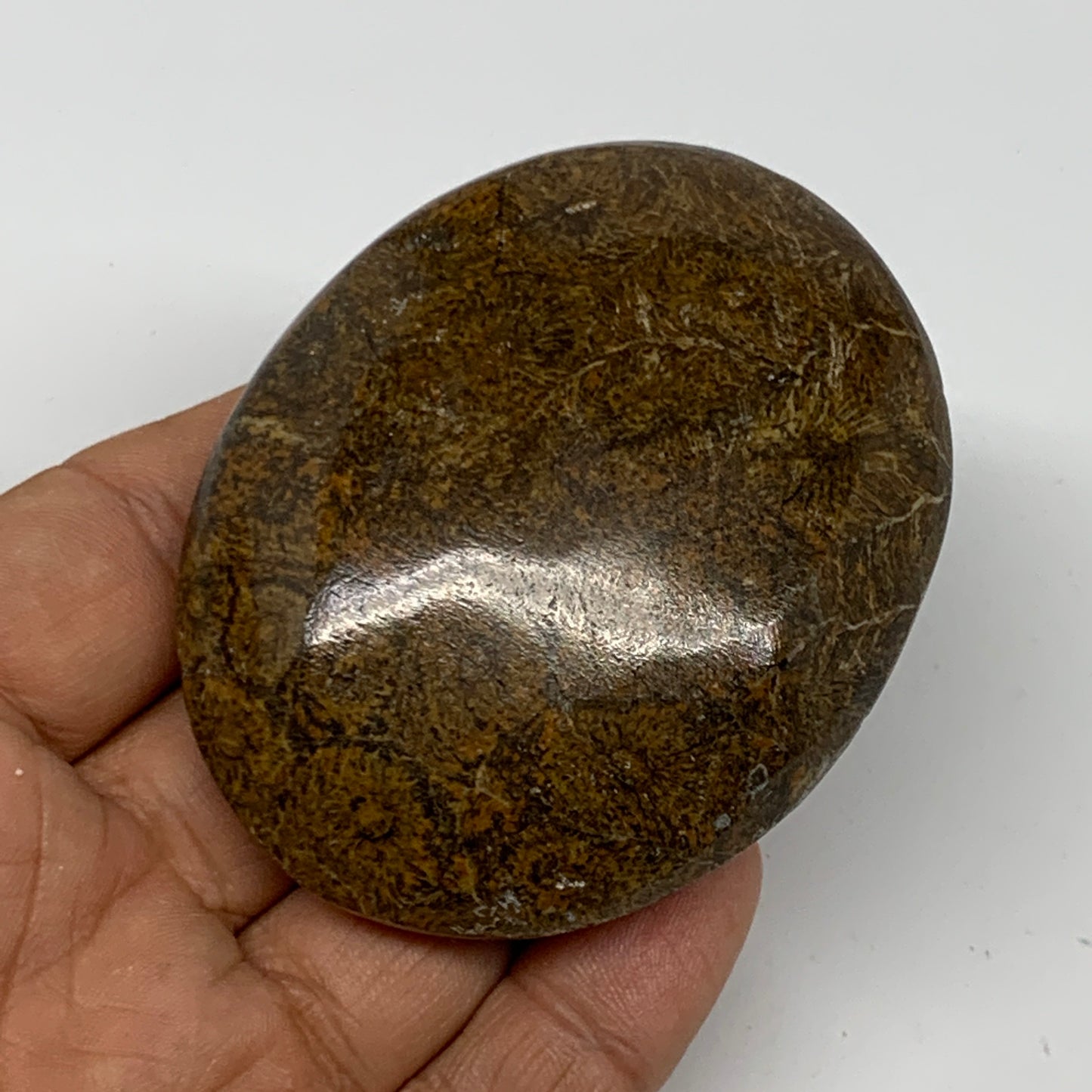 112.5g,2.7"x2.1"x 0.9", Coral Fossils Palm-Stone Polished from Morocco, B20405