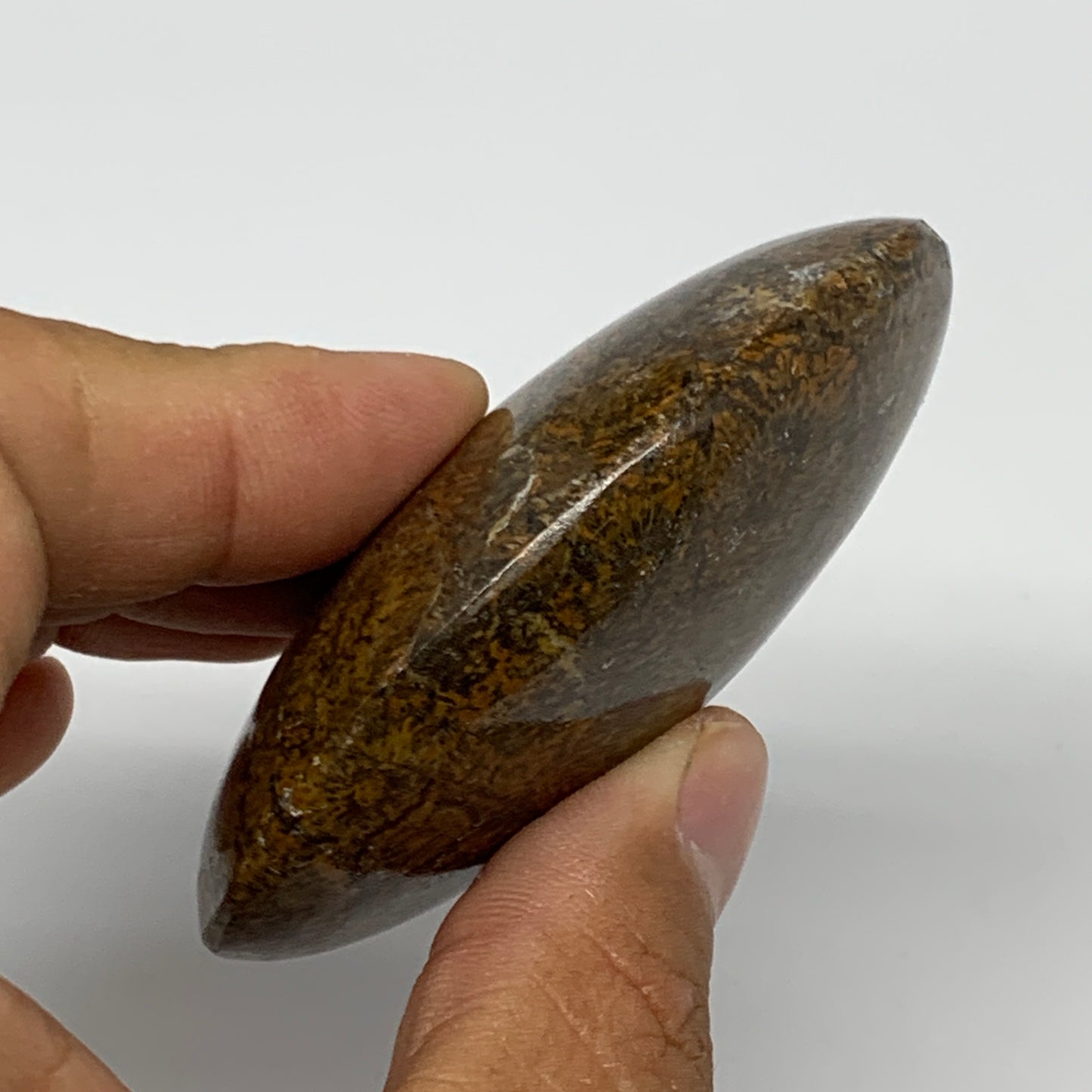 112.5g,2.7"x2.1"x 0.9", Coral Fossils Palm-Stone Polished from Morocco, B20405