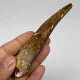 48.1g, 4.6"X1"x 0.7", Rare Natural Fossils Spinosaurus Tooth from Morocco, F3162