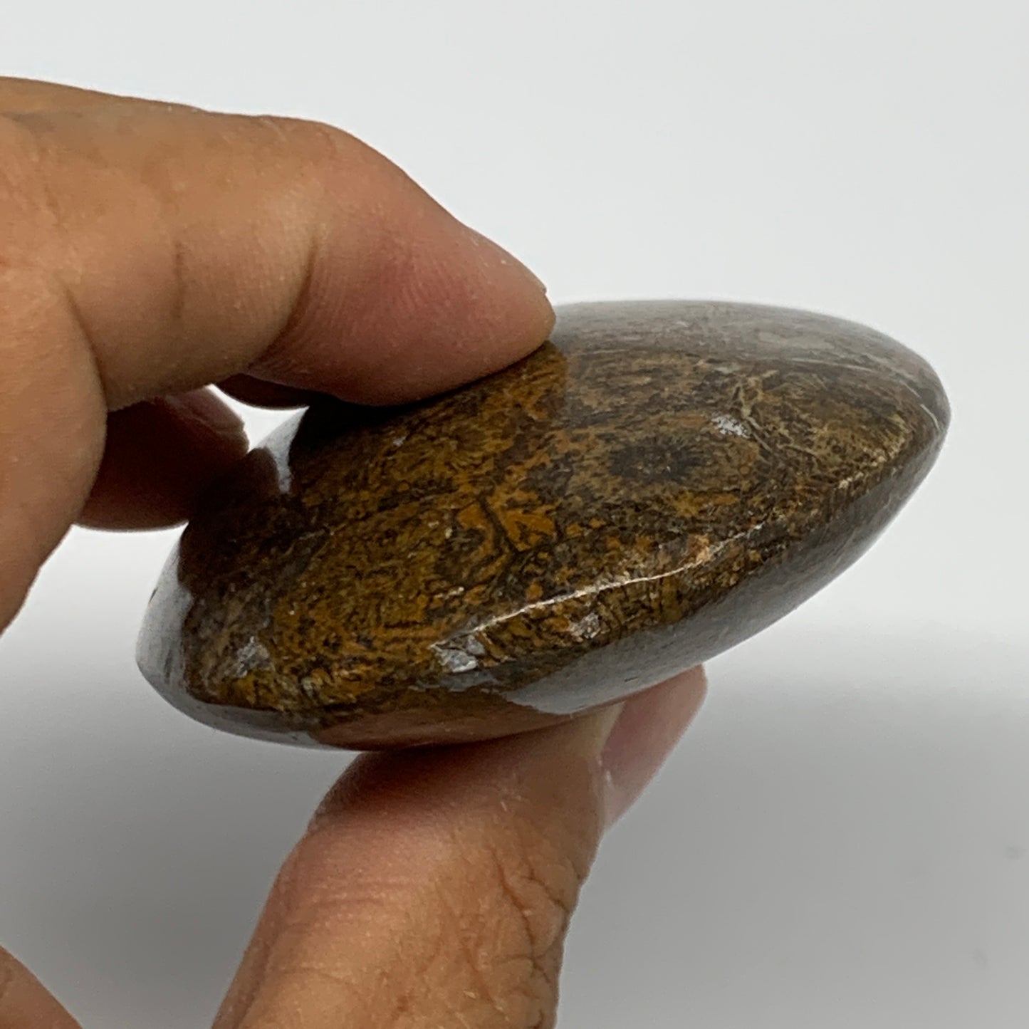 112.5g,2.7"x2.1"x 0.9", Coral Fossils Palm-Stone Polished from Morocco, B20405