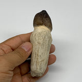 90.4g, 3.8"X1.3"x1.2" Fossil Globidens phosphaticus (Mosasaur ) Tooth, Cretaceou