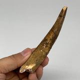 48.1g, 4.6"X1"x 0.7", Rare Natural Fossils Spinosaurus Tooth from Morocco, F3162