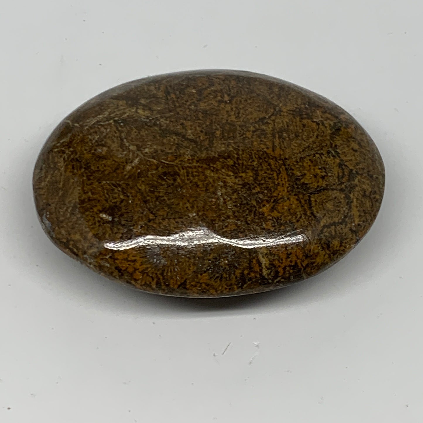 112.5g,2.7"x2.1"x 0.9", Coral Fossils Palm-Stone Polished from Morocco, B20405