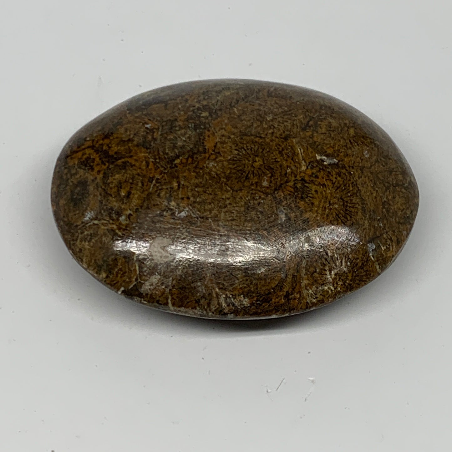 112.5g,2.7"x2.1"x 0.9", Coral Fossils Palm-Stone Polished from Morocco, B20405