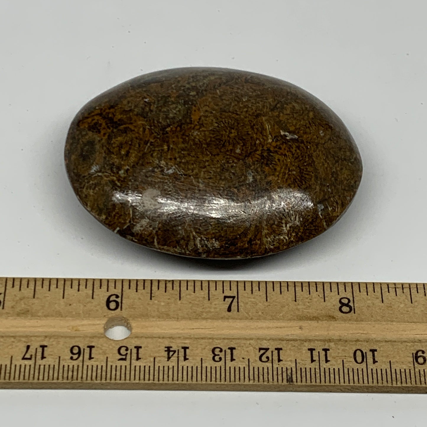 112.5g,2.7"x2.1"x 0.9", Coral Fossils Palm-Stone Polished from Morocco, B20405