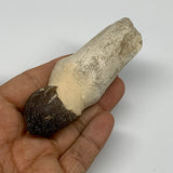 90.4g, 3.8"X1.3"x1.2" Fossil Globidens phosphaticus (Mosasaur ) Tooth, Cretaceou