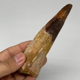 111.3g, 5.2"X1.3"x 1.2", Rare Natural Fossils Spinosaurus Tooth from Morocco, F3