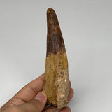 111.3g, 5.2"X1.3"x 1.2", Rare Natural Fossils Spinosaurus Tooth from Morocco, F3