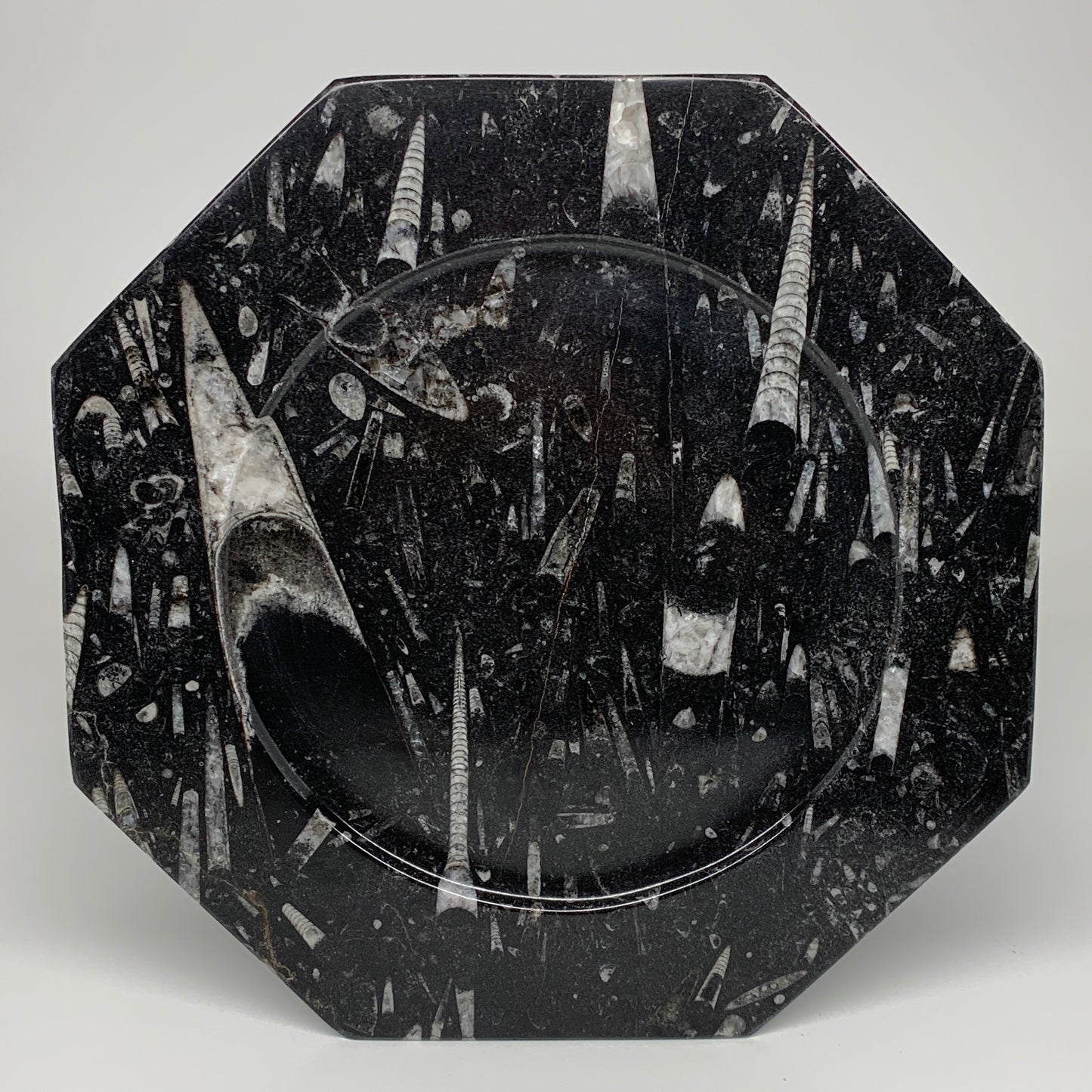 2pcs, 12" Large Octagon Shape Black Fossils Orthoceras Plates @Morocco, B8285