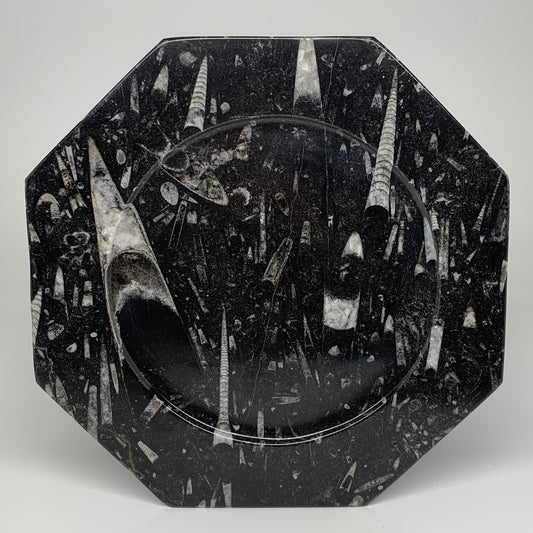 2pcs, 12" Large Octagon Shape Black Fossils Orthoceras Plates @Morocco, B8285