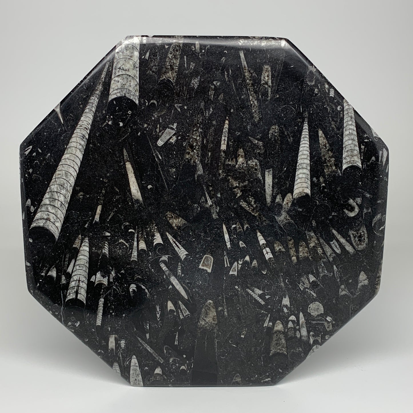 2pcs, 12" Large Octagon Shape Black Fossils Orthoceras Plates @Morocco, B8285