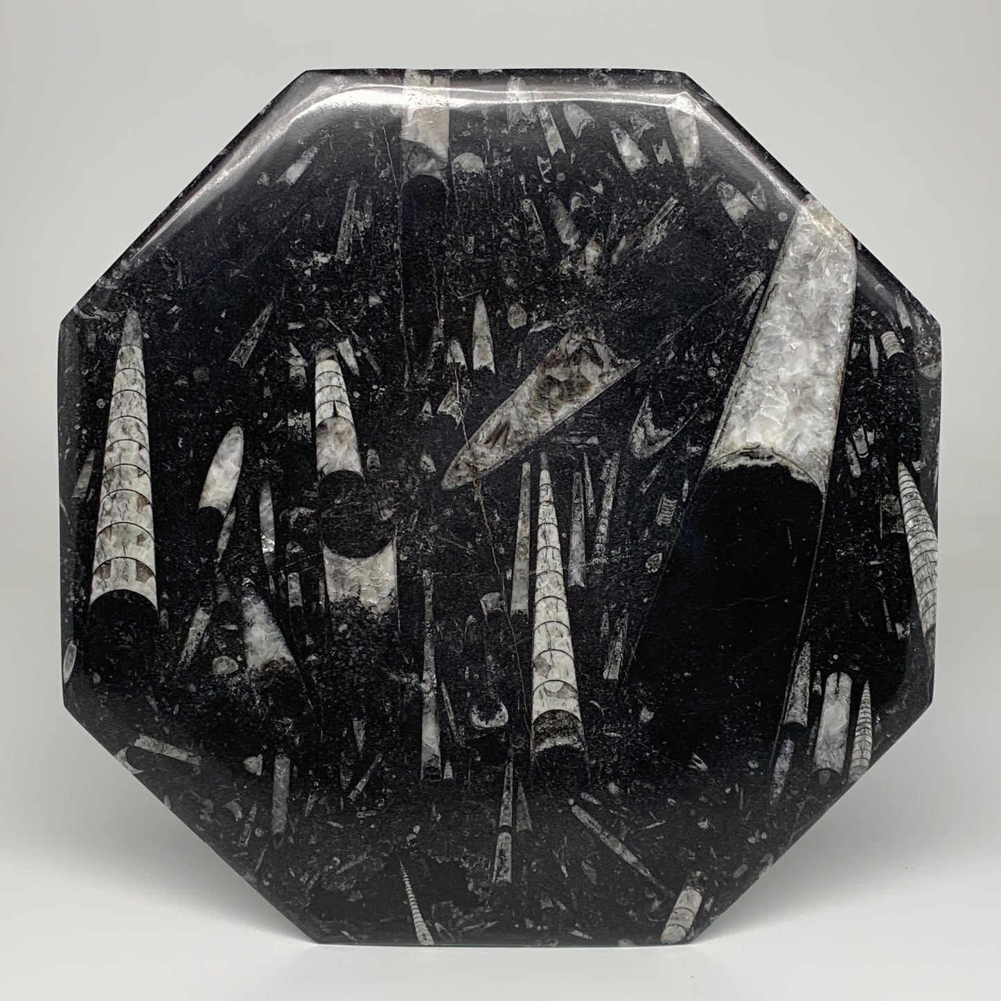 2pcs, 12" Large Octagon Shape Black Fossils Orthoceras Plates @Morocco, B8285