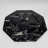 2pcs, 12" Large Octagon Shape Black Fossils Orthoceras Plates @Morocco, B8285