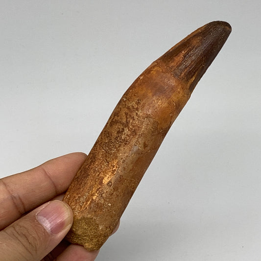 75g, 5.2"X1.1"x 0.7", Rare Natural Fossils Spinosaurus Tooth from Morocco, F3165