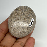 65.8g,2.1"x1.7"x0.9", Small Dinosaur Bones Palm-Stone from Morocco, B20453