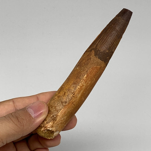 64.5g, 5"X0.9"x 0.7", Rare Natural Fossils Spinosaurus Tooth from Morocco, F3166