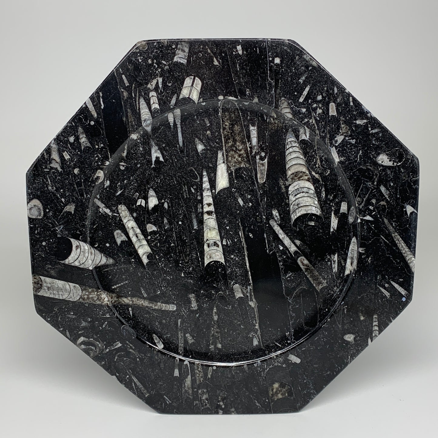 2pcs, 12" Large Octagon Shape Black Fossils Orthoceras Plates @Morocco, B8287