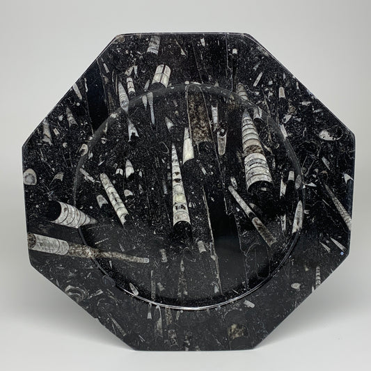 2pcs, 12" Large Octagon Shape Black Fossils Orthoceras Plates @Morocco, B8287