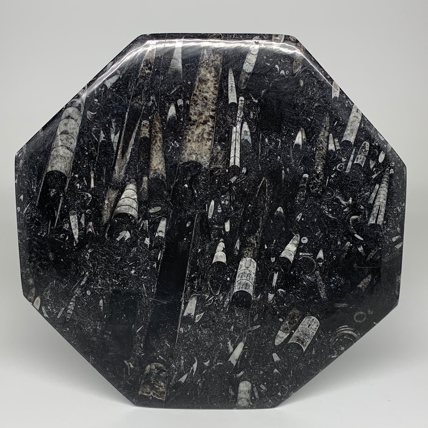 2pcs, 12" Large Octagon Shape Black Fossils Orthoceras Plates @Morocco, B8287