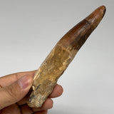 70.2g, 5.3"X1"x 0.7", Rare Natural Fossils Spinosaurus Tooth from Morocco, F3167