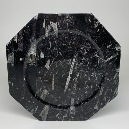 2pcs, 12" Large Octagon Shape Black Fossils Orthoceras Plates @Morocco, B8288