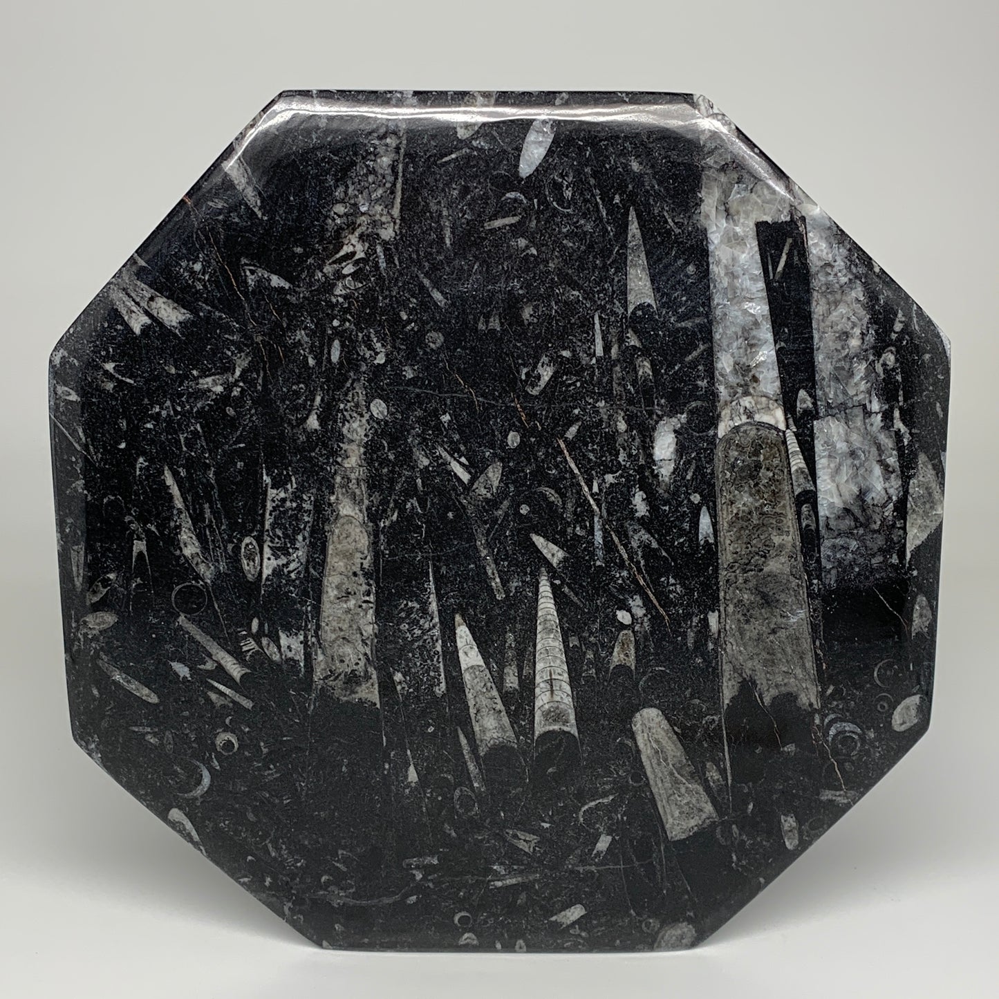 2pcs, 12" Large Octagon Shape Black Fossils Orthoceras Plates @Morocco, B8288